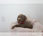 Small #5 Weimaraner