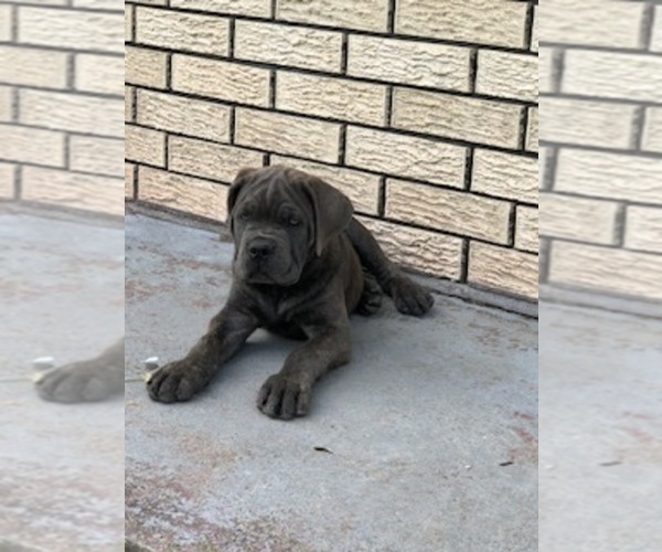 Medium Photo #3 Cane Corso Puppy For Sale in HARVEY, LA, USA
