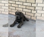 Small Photo #3 Cane Corso Puppy For Sale in HARVEY, LA, USA