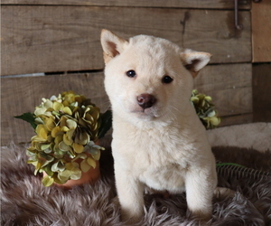 Shiba Inu Puppy for sale in HONEY BROOK, PA, USA