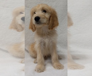Goldendoodle Puppy for sale in BARK RIVER, MI, USA