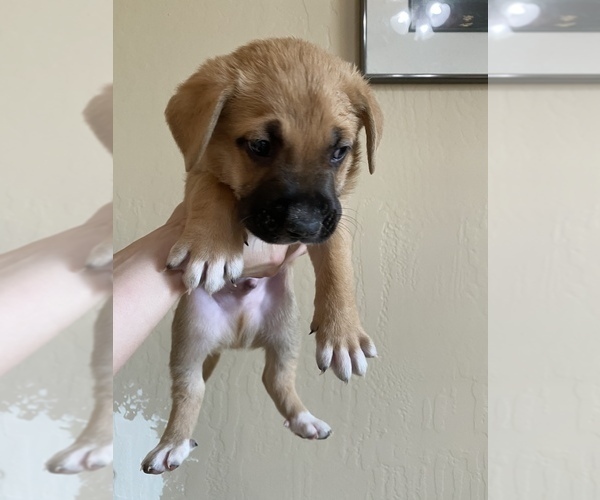 Medium Photo #9 Labrador Retriever-Mutt Mix Puppy For Sale in BAKERSFIELD, CA, USA