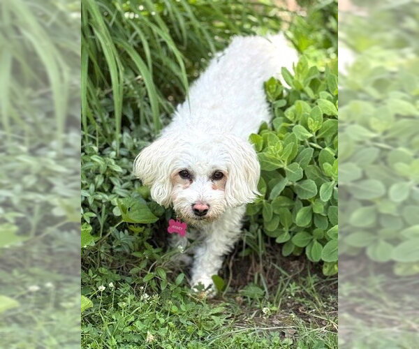 Medium Photo #6 Maltese-Unknown Mix Puppy For Sale in Westmont, IL, USA