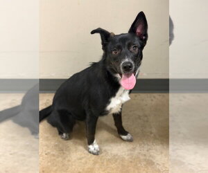 Sweet'N Low - Female Border Collie-Unknown Mix Dog for Adoption - Photo #3