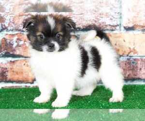 Shiranian Puppy for sale in BEL AIR, MD, USA