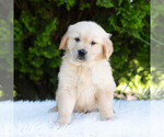 Small #4 Golden Retriever