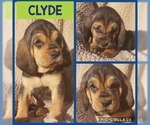 Small Photo #2 Bloodhound Puppy For Sale in TOCCOA, GA, USA