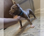Small American Pit Bull Terrier