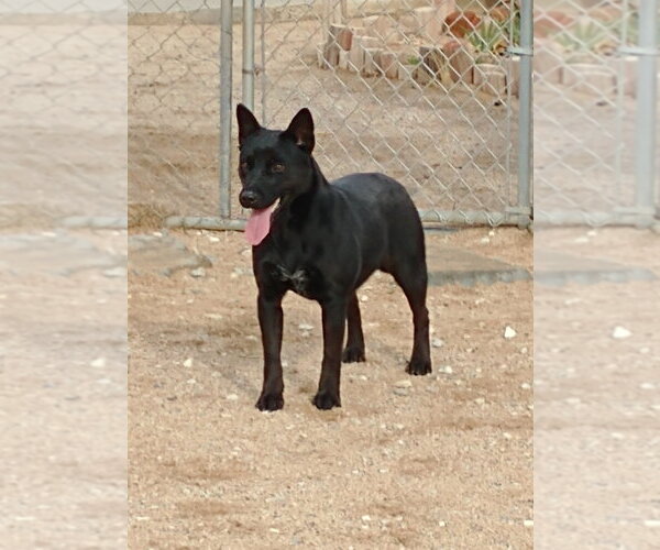 Medium Photo #11 Labrador Retriever Puppy For Sale in Apple Valley, CA, USA