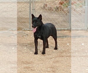 Love - Female Labrador Retriever Dog for Adoption - Photo #11