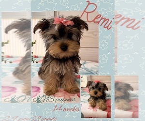 Yorkshire Terrier Puppy for sale in NACOGDOCHES, TX, USA
