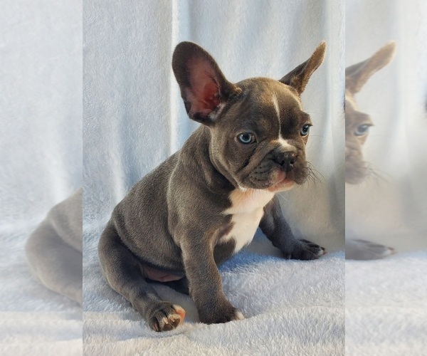 Medium Photo #1 French Bulldog Puppy For Sale in SHERIDAN, OR, USA