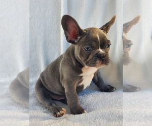 French Bulldog Puppy for sale in SHERIDAN, OR, USA