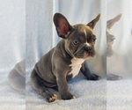 Image preview for Ad Listing. Nickname: Diesel