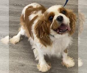 Penny - Female Cavalier King Charles Spaniel Dog for Adoption - Photo #2