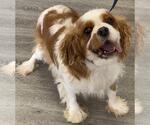Small Photo #2 Cavalier King Charles Spaniel Puppy For Sale in Westminster, MD, USA