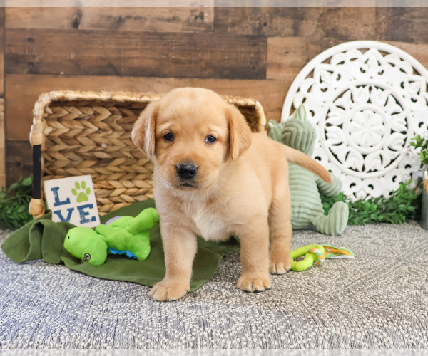 Medium Photo #4 Labrador Retriever Puppy For Sale in SYRACUSE, IN, USA