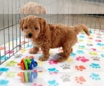 Small #12 Cavapoo mix (+ Poodle Miniature)