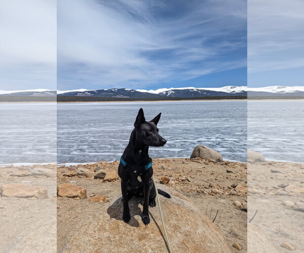 Medium Photo #3 Mutt Puppy For Sale in Winter Park, CO, USA