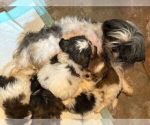 Shih Tzu Puppy for sale in HENRICO, VA, USA