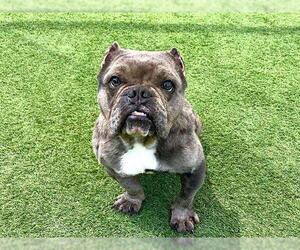 Free-Lance Bulldog Dogs for adoption in Orange, CA, USA