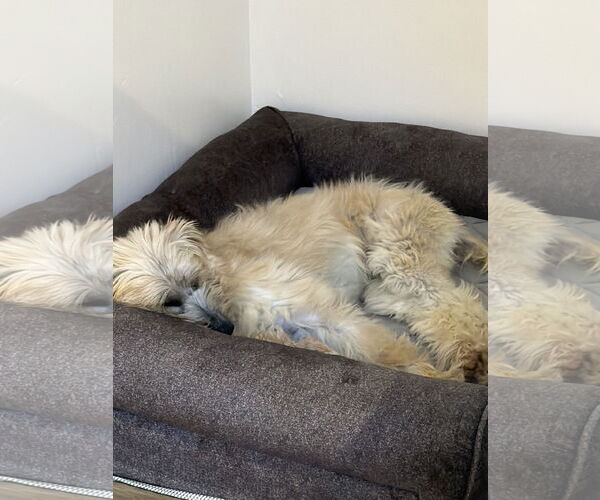 Medium Photo #13 Mutt Puppy For Sale in Sandy, UT, USA