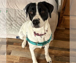 Pointer-Unknown Mix Dogs for adoption in Fargo, ND, USA