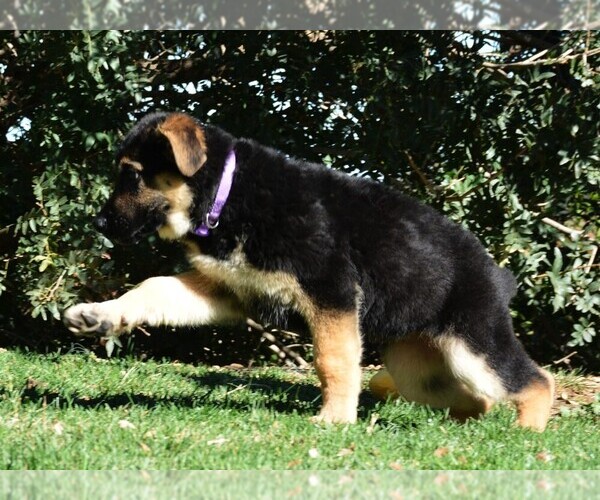 Medium Photo #8 German Shepherd Dog Puppy For Sale in MURRIETA, CA, USA