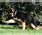Small Photo #8 German Shepherd Dog Puppy For Sale in MURRIETA, CA, USA