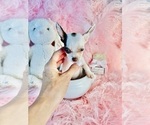 Small #12 Chihuahua