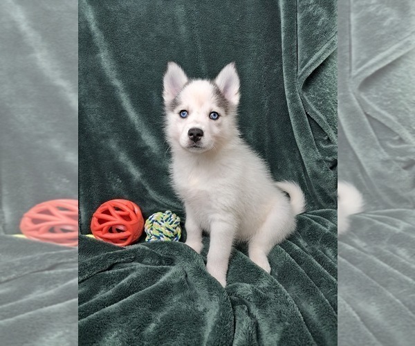 Medium Photo #2 Pomsky Puppy For Sale in SUGARCREEK, OH, USA