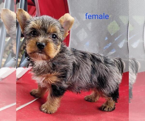 Medium Photo #5 Yorkshire Terrier Puppy For Sale in CONKLIN, NY, USA