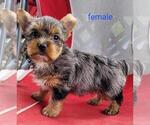 Small #4 Yorkshire Terrier