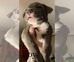 Small Photo #2 American Pit Bull Terrier Puppy For Sale in LAKEWOOD, CO, USA