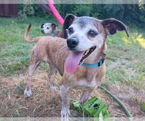 Chihuahua-Unknown Mix Dogs for adoption in Muskegon, MI, USA