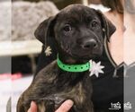 Small #3 Labrador Retriever Mix
