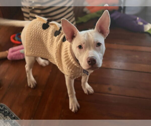 Medium Photo #2 Mutt Puppy For Sale in Oak Bluffs, MA, USA