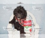 Image preview for Ad Listing. Nickname: AKC TCUP VANCE
