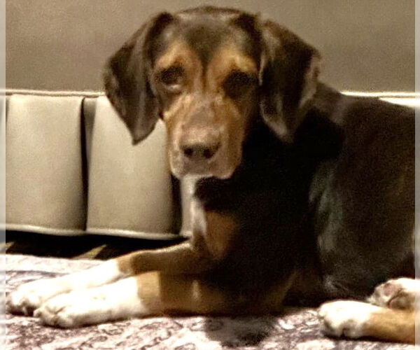 Medium Photo #6 Beagle Puppy For Sale in Dunnellon, FL, USA