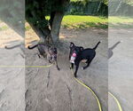 Small #11 American Pit Bull Terrier-Labrador Retriever Mix