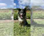 Small Photo #1 Miniature Australian Shepherd Puppy For Sale in GLENWOOD, IN, USA