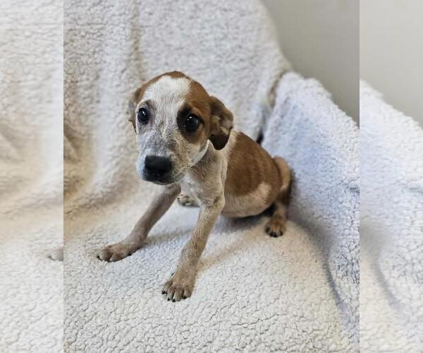 Medium Photo #6 Black Mouth Cur-Unknown Mix Puppy For Sale in Rockwall, TX, USA