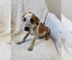 Small #5 Black Mouth Cur Mix
