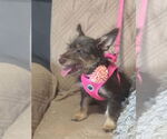 Small #2 Jack Russell Terrier-Miniature Schnauzer Mix