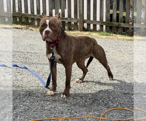 Barbie - Female American Pit Bull Terrier Dog for Adoption - Photo #9