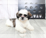 Small Photo #1 Shih Tzu Puppy For Sale in MARIETTA, GA, USA