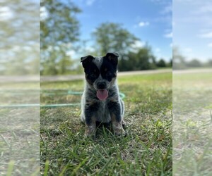Texas Heeler Puppy for sale in CONGERVILLE, IL, USA