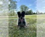 Small Texas Heeler