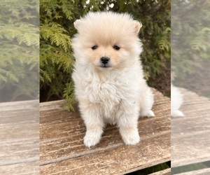 Pomeranian Puppy for sale in MIDDLEBURY, IN, USA