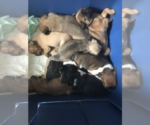 Brug Puppy for sale in WHITE RIV JCT, VT, USA
